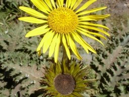 Berkheya macrocephala flowerheads